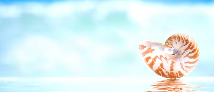 nautilus