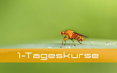 Neue Filterfunktion bei der neuroraum Seminarsuche