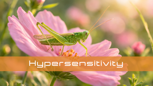 Sensory Hypersensitivity After Brain Injury: From Assessment to Intervention (Online-Reihe)